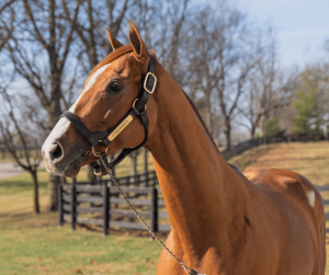 The Road to the Kentucky Derby