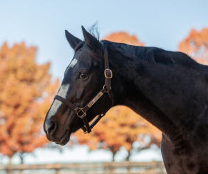 Looking Back: Preakness Stakes Winners in Horse Country