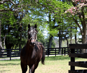 Second Stride joins Horse Country, Inc. Tour Program