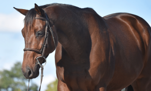 Meet the October Adoptable Horse of the Month