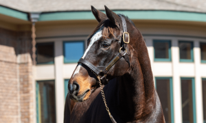 Breeders' Cup Champions in Horse Country