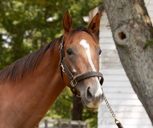 Meet the December Adoptable Horse of the Month