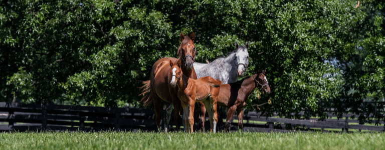 The Horse Country Summer Bucket List