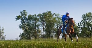 Meet Magdalena Farm, the Newest Member of Horse Country, Inc!