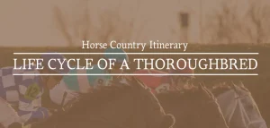 Thoroughbred Life Cycle, Itinerary